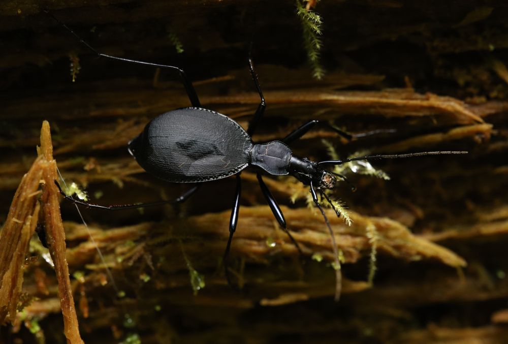 A Snail-eating Beetle in the genus Scaphinotus walking on a rotten log