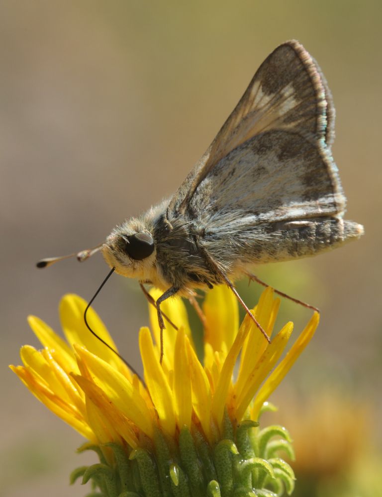 A male Field Skipper (called Sachem in the US, Atalopedes campestris) feeding from Curlycup Gumweed (Grindelia squarrosa)