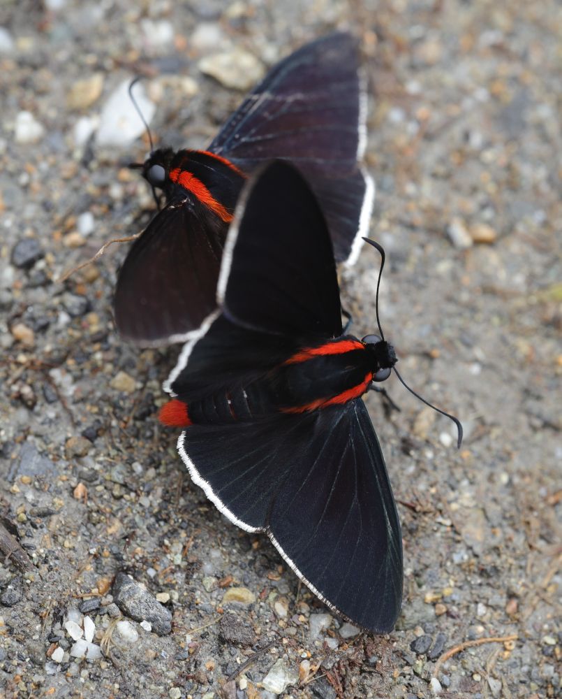 Two Shoulder-streaked Firetips (Pyrrhopyge papius) with black wings and red racing stripes 