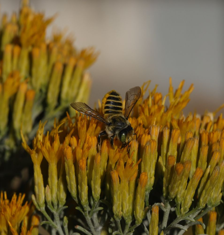 Leaf cutter bee (Megachile sp., likely subgenus Megachiloides) on Rubber Rabbitbrush (Ericameria nauseosa). 