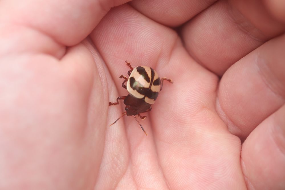 A Broad-shouldered Leaf Beetle (Platyphora
 sp.) with brown and white stripes resting on my hand