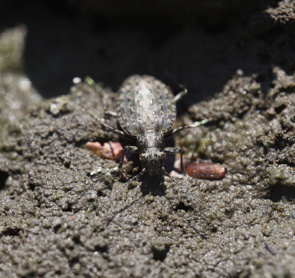 The ground beetle Opisthius richardsoni resting on the mud bank of the Queets river