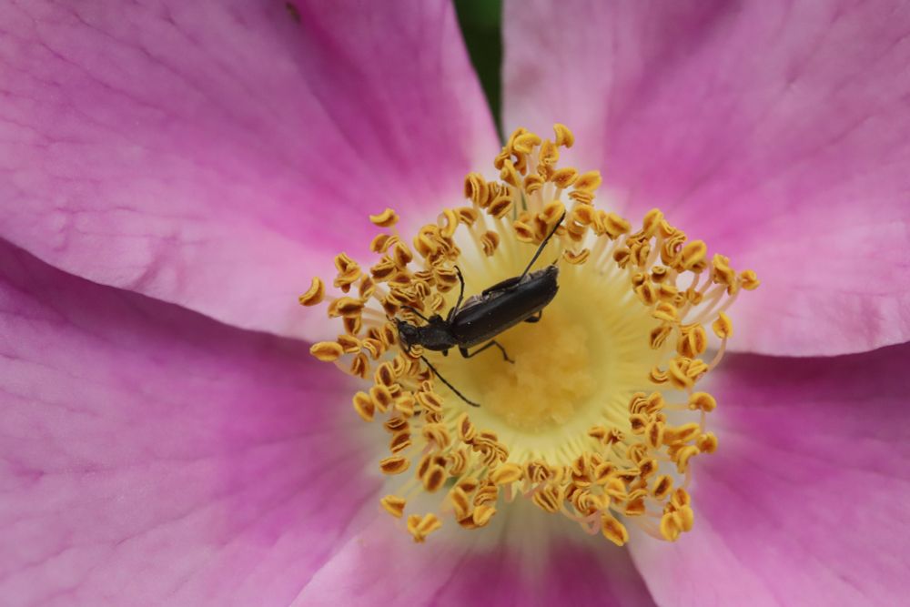 A longhorn beetle (Grammoptera subargentata) feeding on pollen from a pink Anemone flower 
