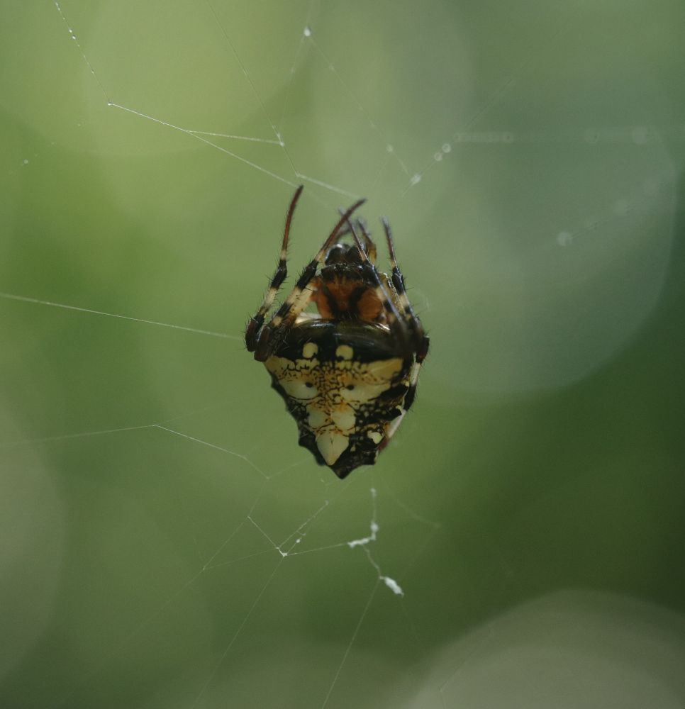 Arrowhead Orbweaver (Verrucosa arenata) with a white and black arrowhead shaped body hanging in its web in Costa Rica
