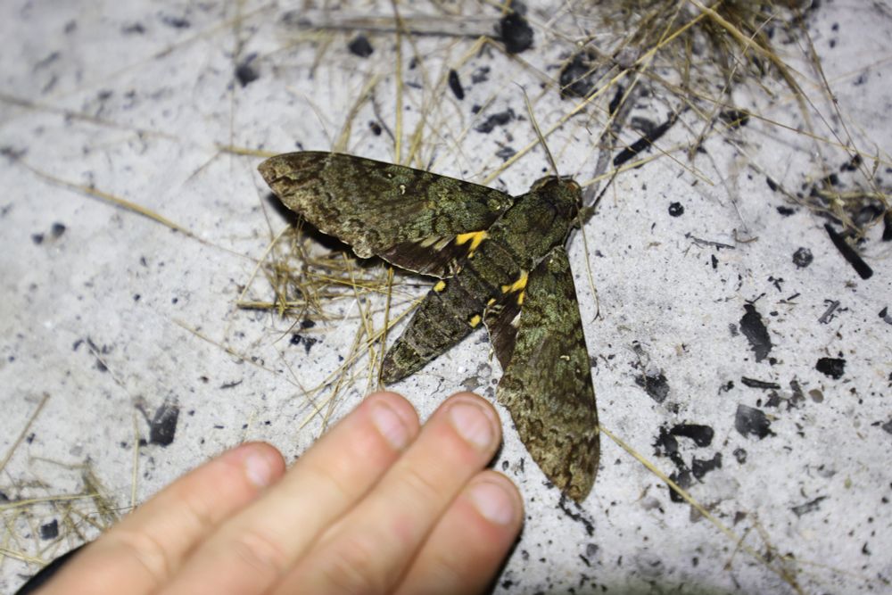 Duponchel's Sphinx (Cocytius duponchel) resting on sandy ground. Wingspan is ~11cm
