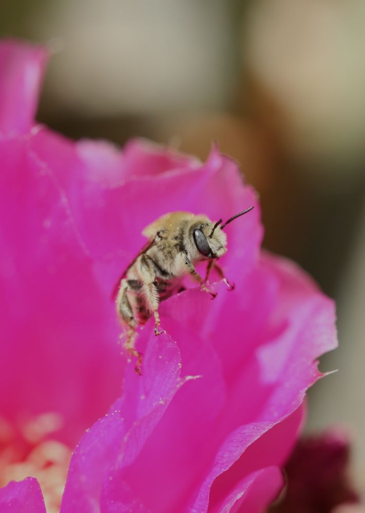 A Cactus Chimney Bee (Diadasia sp) after foraging in a pink prickly pear flower (Opuntia sp.)