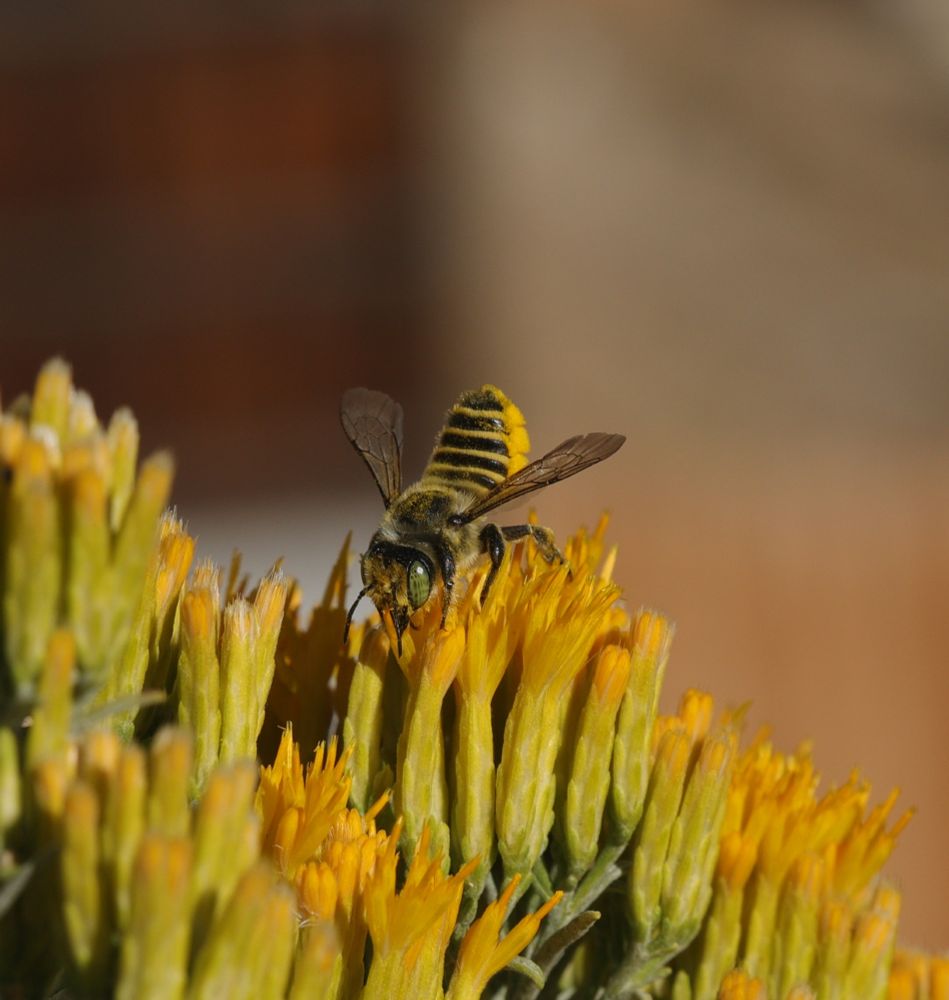 She hold her abdomen up in the air when drinking nectar, giving us a nice view of all the pollen suck to its underside 