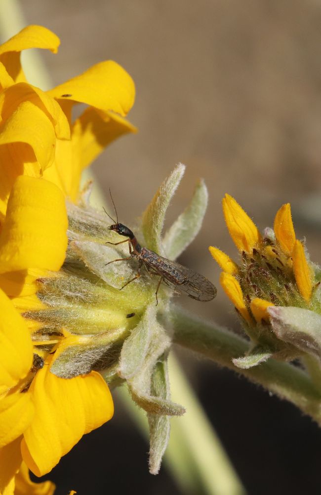 The Snakefly Agulla bicolor resting on the flowerhead of an Arrowleaf Balsamroot (Balsamorhiza sagittata)