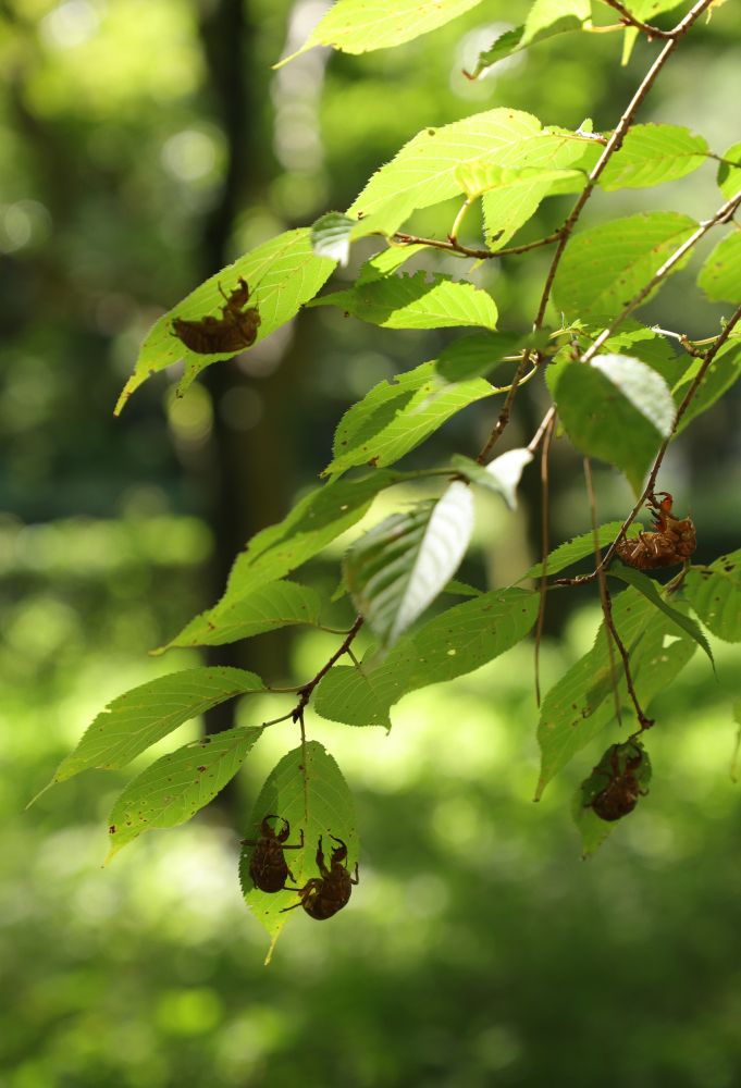 Five cicada molts on the end of a tree branch in the Kyoto Gyoen National Garden
