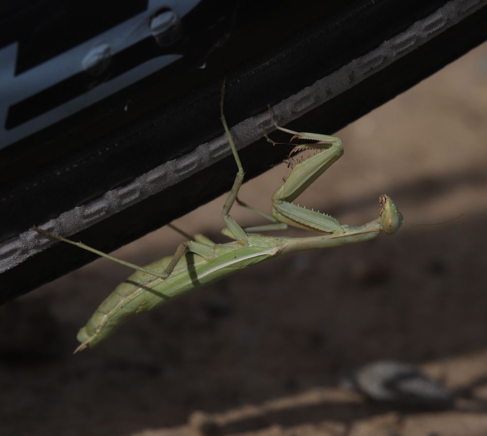 A Mediterranean Mantis (Iris oratoria) hanging upside-down from a bike tire