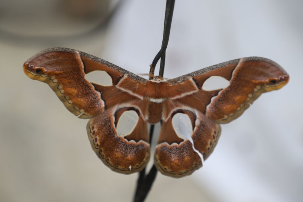 A giant Silk Moth (Rothschildia sp.) with transparent windows in each wing hanging on to a wire at a light trap