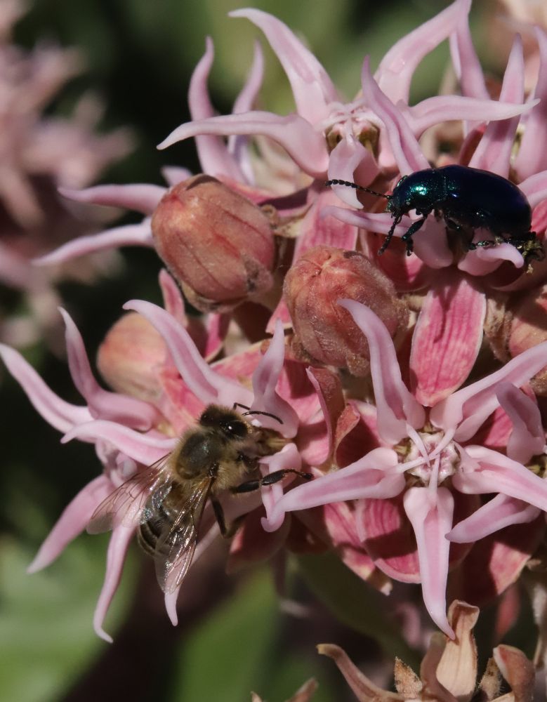 A metallic blue Cobalt Milkweed Beetle (Chrysochus cobaltinus) and a Honey Bee (Apis Mellifera) on a Showy Milkweed inflorescence (Asclepias speciosa). The Honey Bee is after the copious nectar these flowers produce, while the beetle is more interested in eating the flowers themselves. 