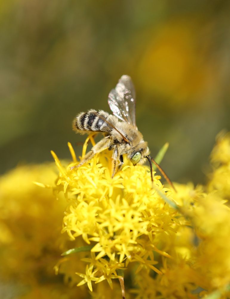 A male Longhorn bee (Melissodes sp.) on a yellow rubber rabbitbrush (Ericameria nauseosa) inflorescence 
