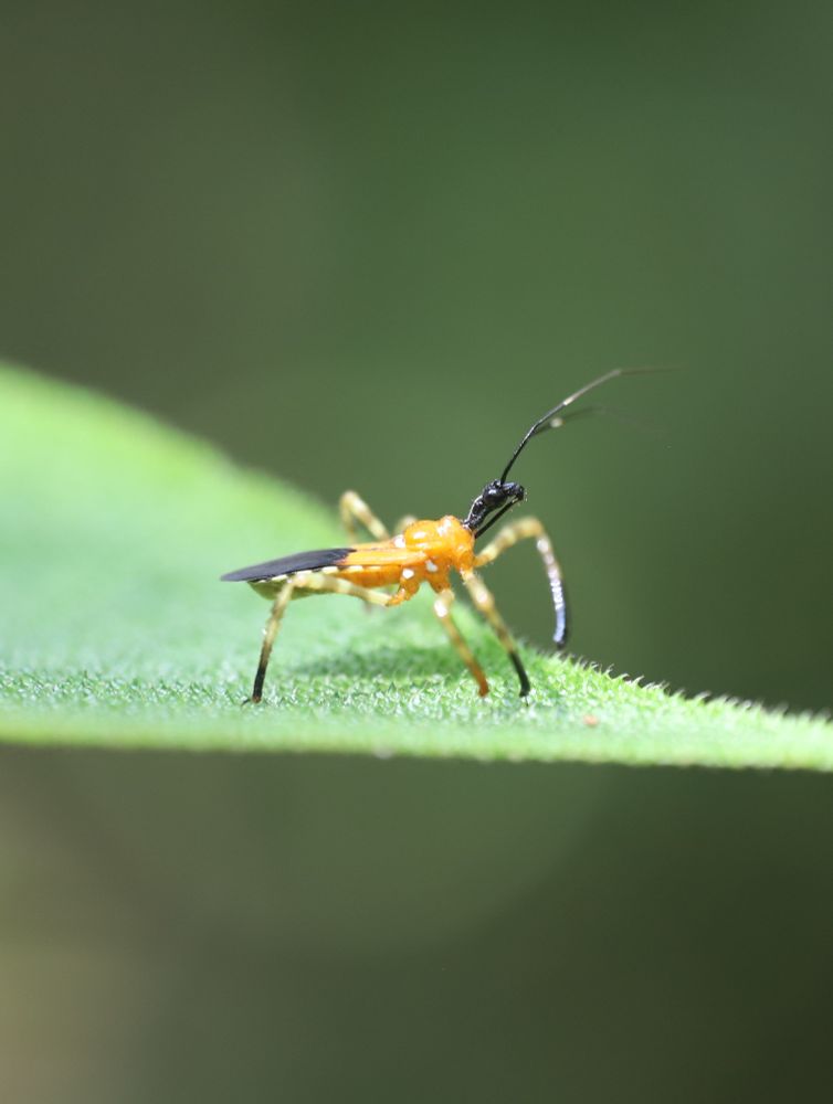 An orange assassin bug with white dots (Heniartes spp.) strutting on a leaf