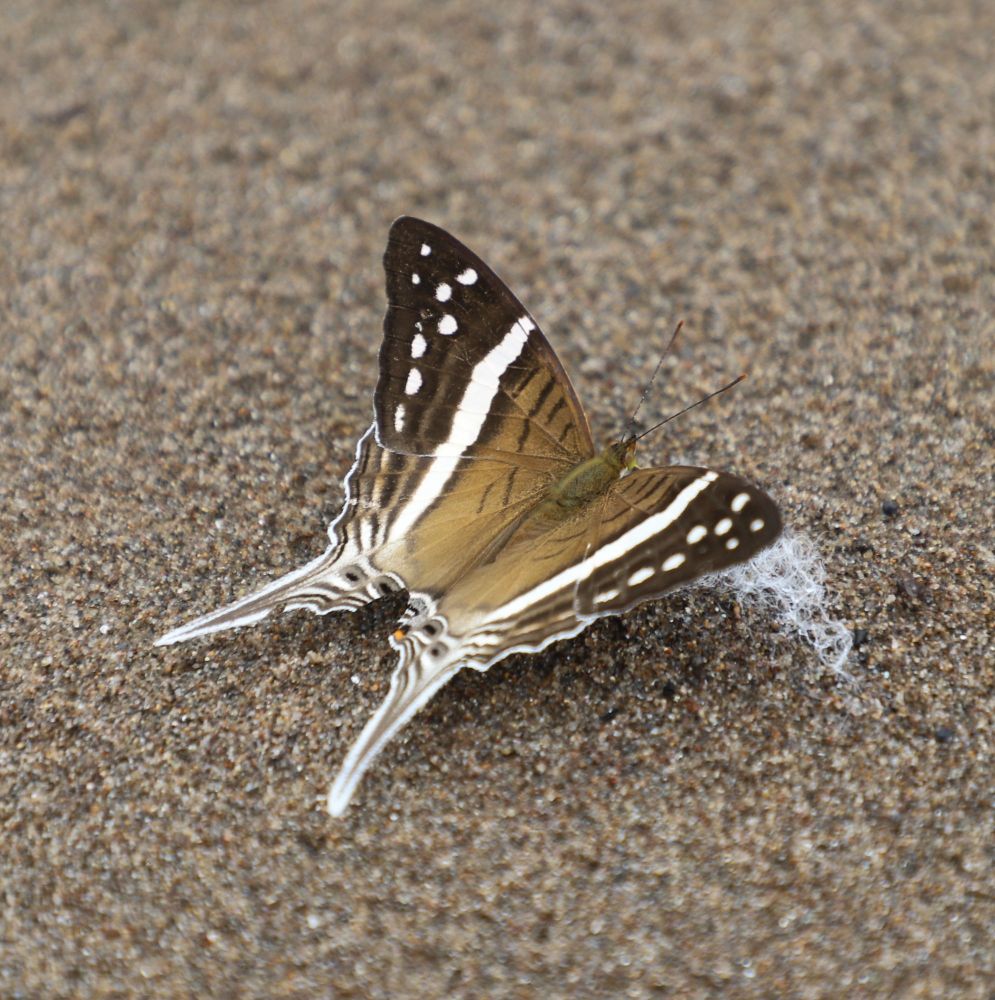 A Crethon Daggerwing (Marpesia crethon) drinking from a sand beach