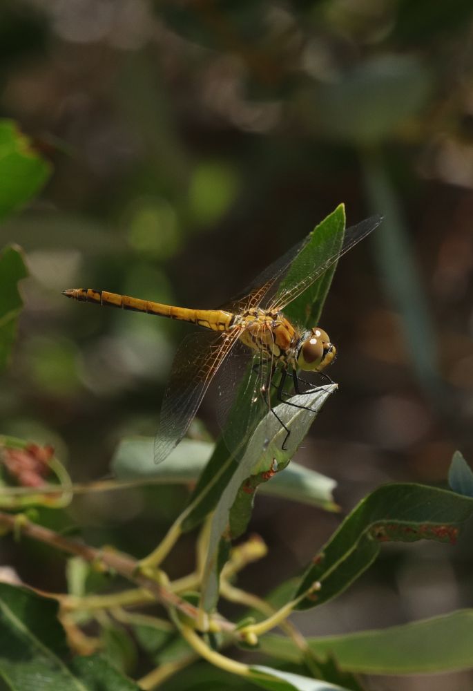 A brown and yellow Band-winged Meadowhawk (Sympetrum semicinctum) resting on a leaf in the sun
