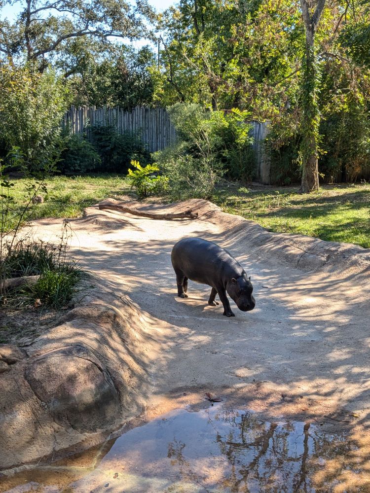 A pygmy hippo walks on a dirt path towards a pool of water in the foreground. The background is a grassy lawn with small shrubs, trees, and a fence. 