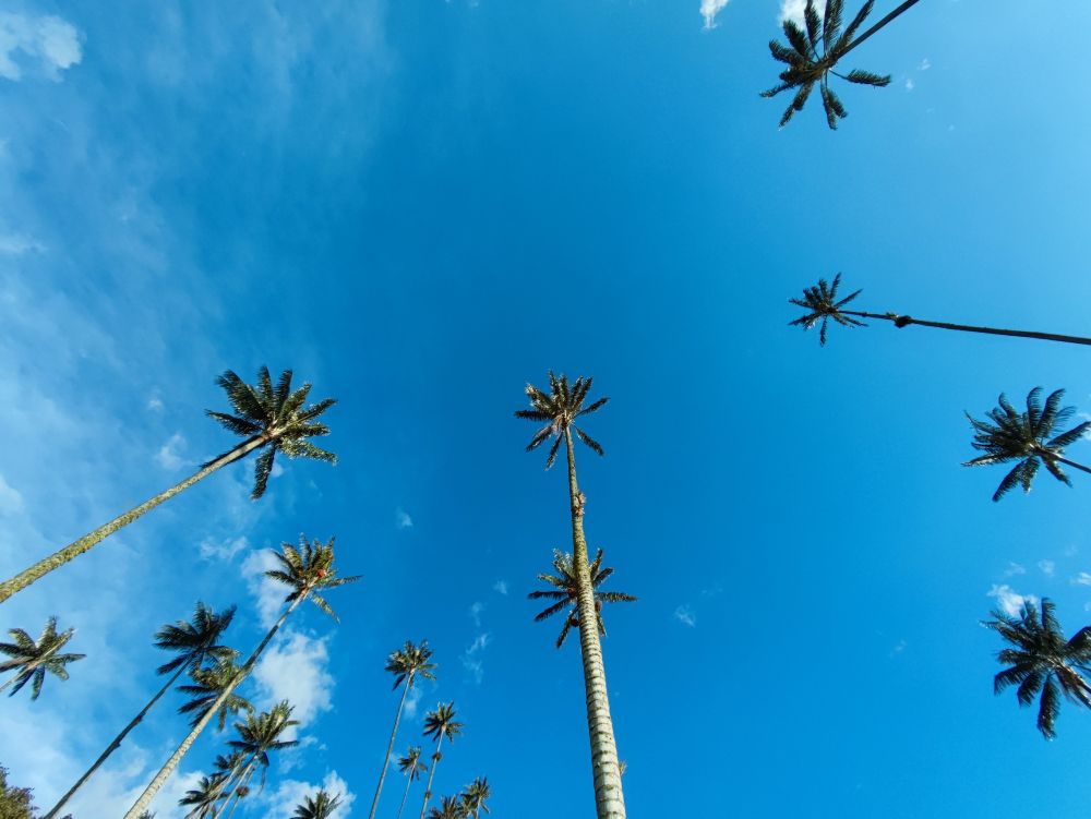 Blue skies over Valle del Cocora showing the tops of some wax palm trees
