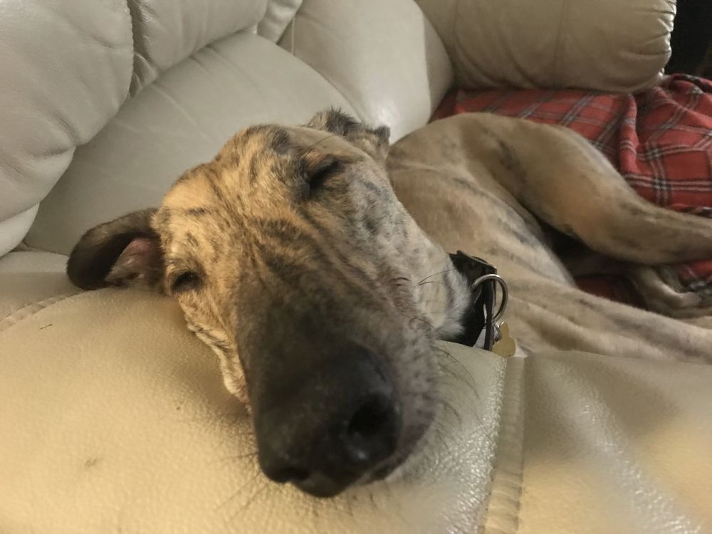 Sleeping brindle greyhound