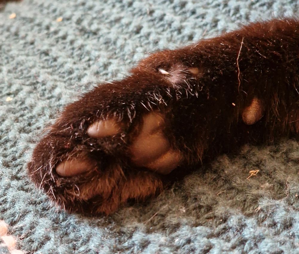 Black cat paw and black beans 