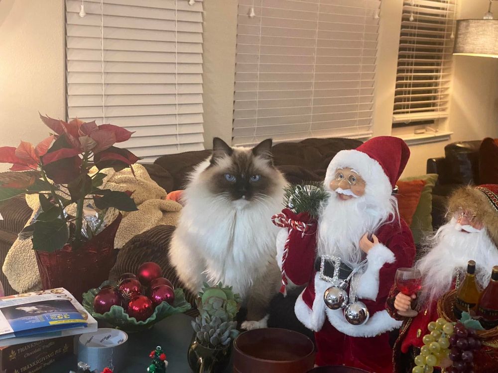 A fluffy seal point ragdoll cat sits next to a couple of smiling Santa dolls. 