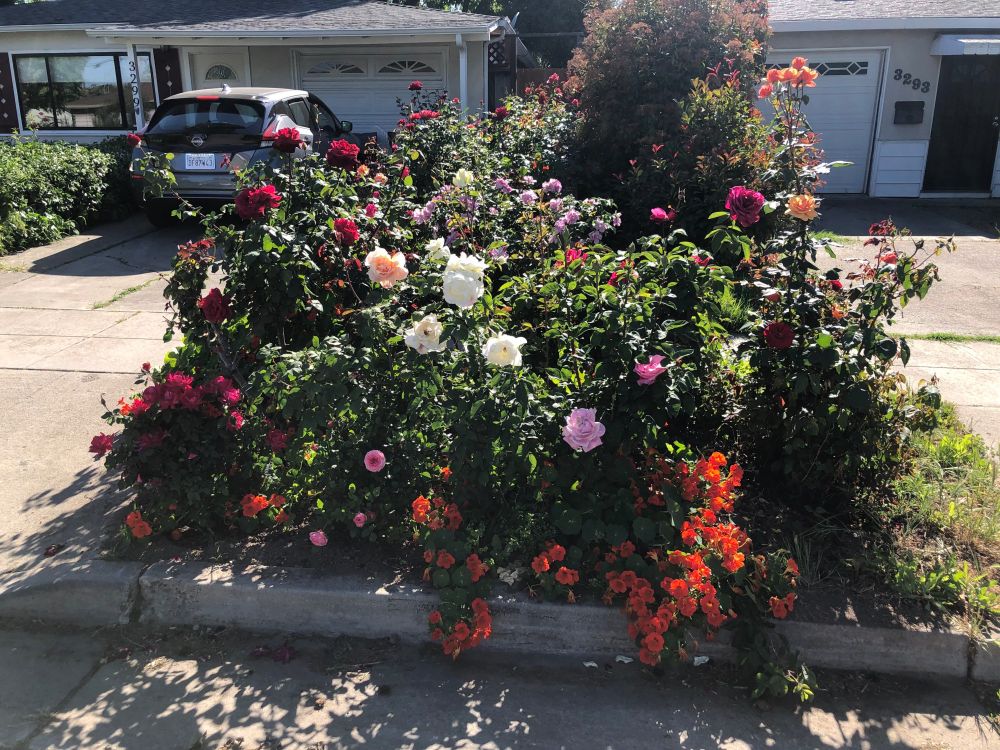 sidewalk rose garden