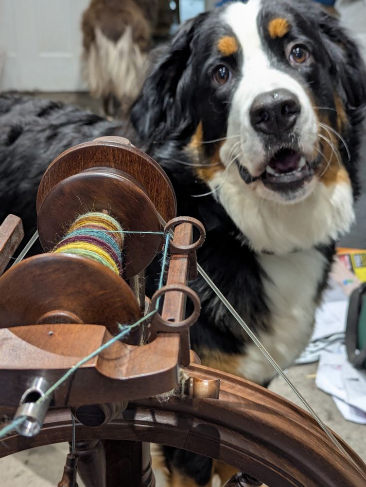 A young Bernese Mountain Dog stands with her head cocked behind a spinning wheel. 
