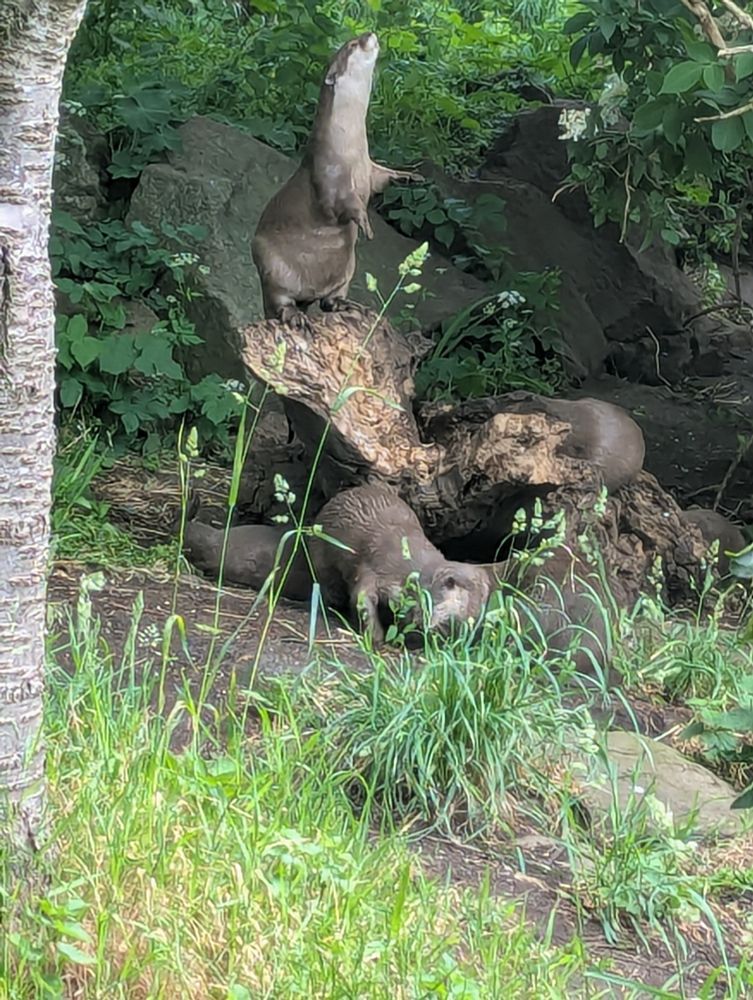 A romp of otters plays around a stump. One otter has climbed to the top of the stump and has their paws outstretched. Steve is an expressive speaker. 