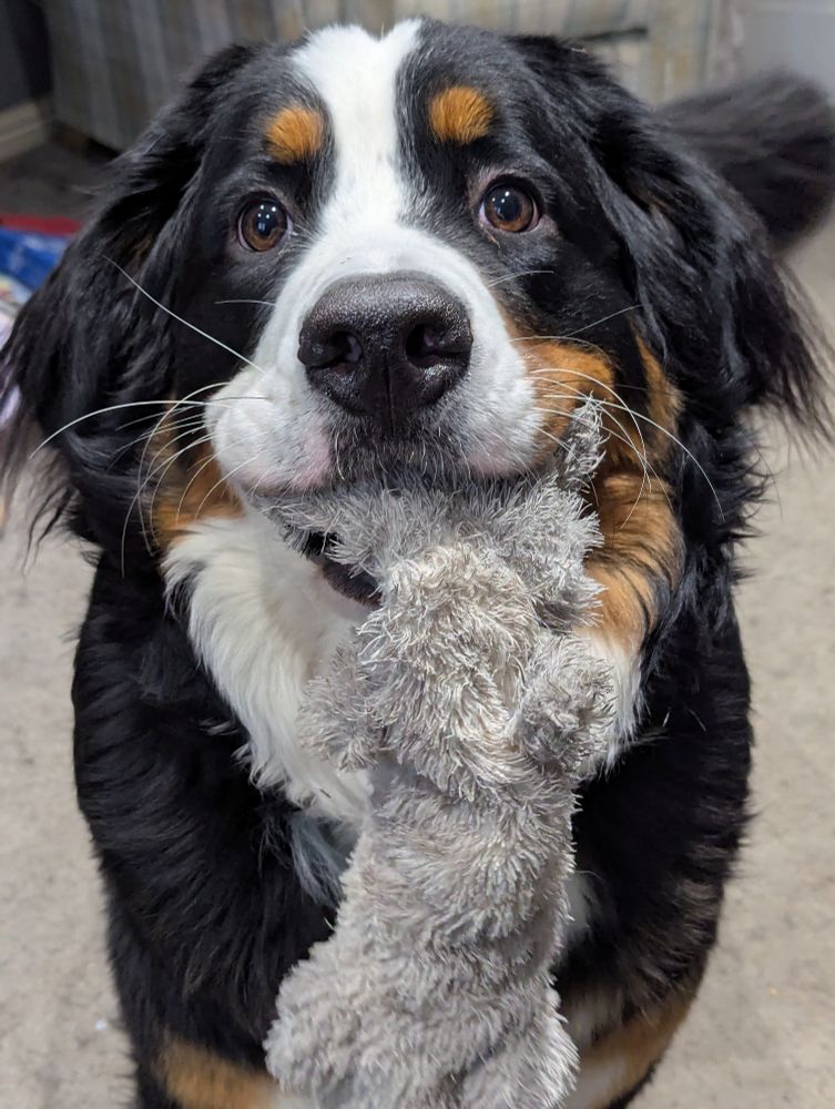 A year-old tricolor Bernese Mountain Dog puppy looks playfully at the camera with a raccoon dog toy hanging from her mouth.