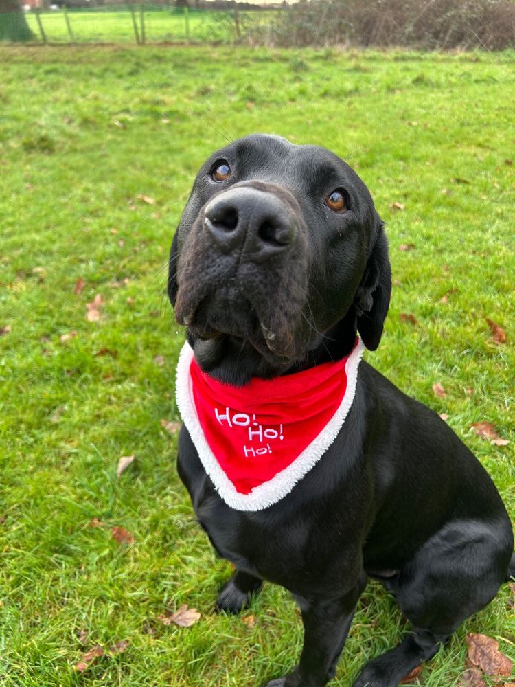 Photo of Oscar the black Labrador, sat in a field, wearing a red bandanna that has the words ‘Ho! Ho! Ho!’ written on. 