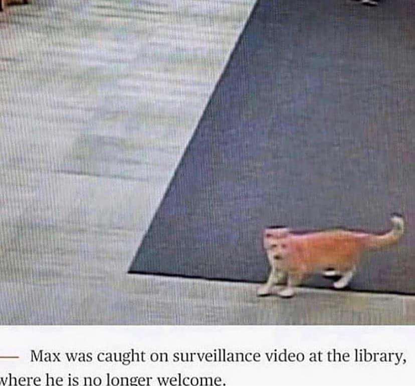 Cat named Max who is no longer welcome in the library