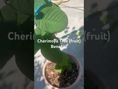 Growing Cherimoya Tree From Seed