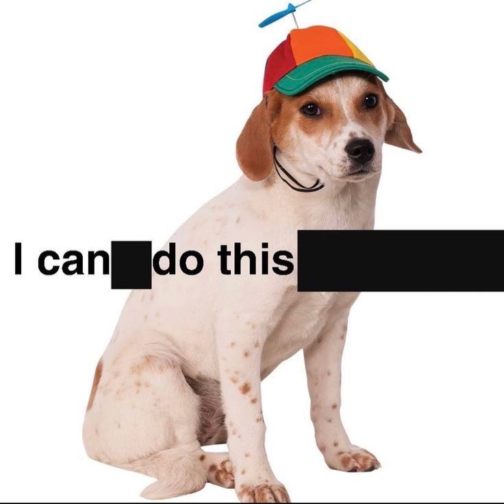 Image of a dog in a silly propellant hat saying “I can do this”.