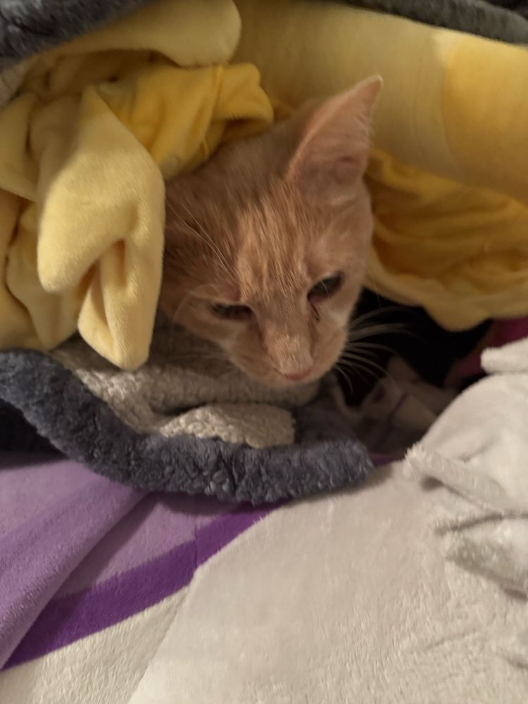 Simba, Karsyn’s littermate, peeks out from a blanket.