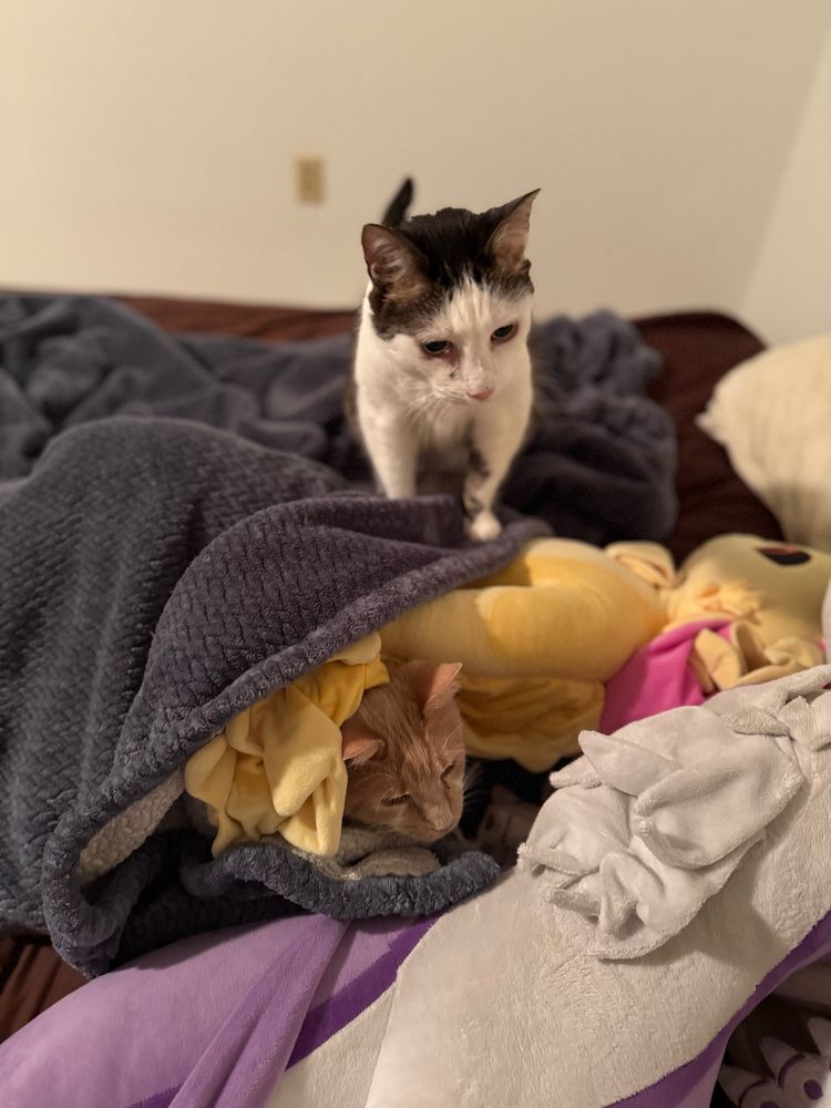 Karsyn stands on top of a space raptor plushie while his brother peeks out from the covers