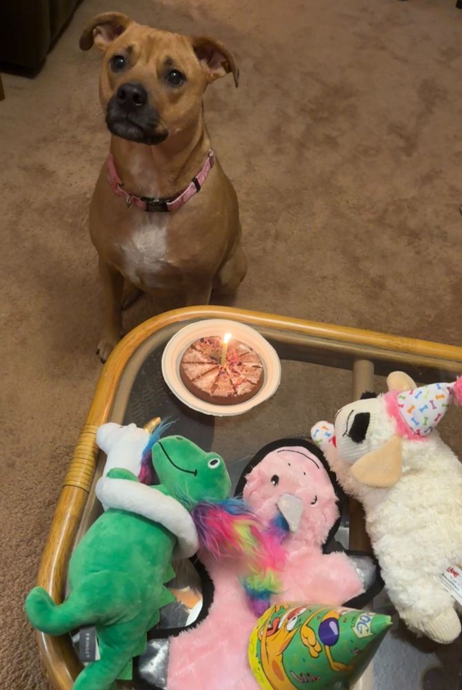 A brown pit bull mix with a black muzzle and white chest sits in front of a glass table that has several brightly colored stuffed dog toys and a dog birthday cookie with a lit candle.