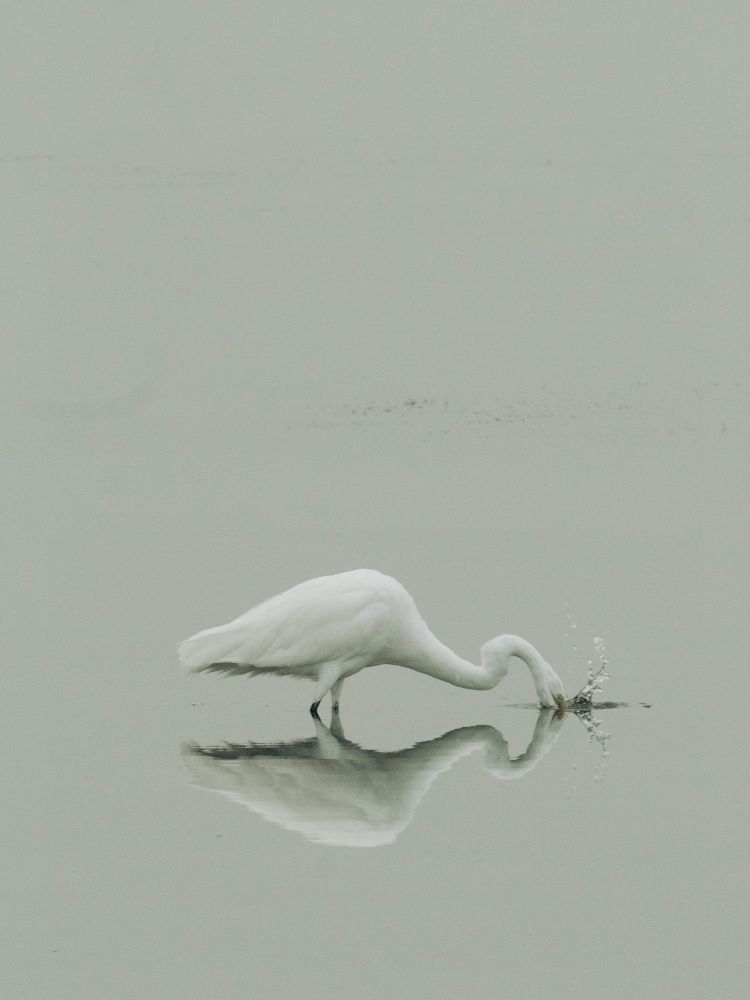 Heron dunking its head into still water