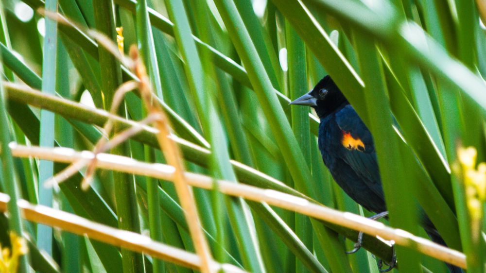 Red-winged blackbird in long green glass