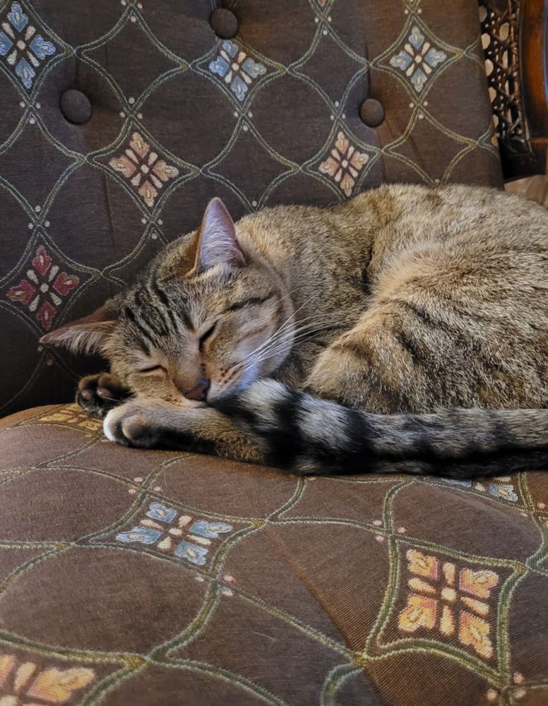 tabby cat sleeping 