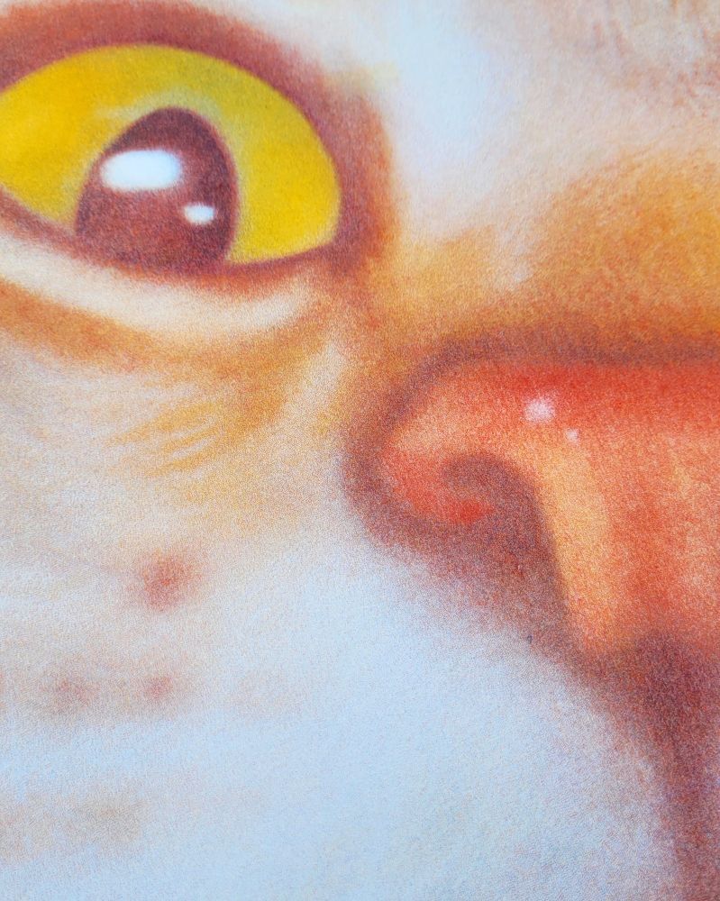 detail shot of grainy riso textures of a cats eye and nose