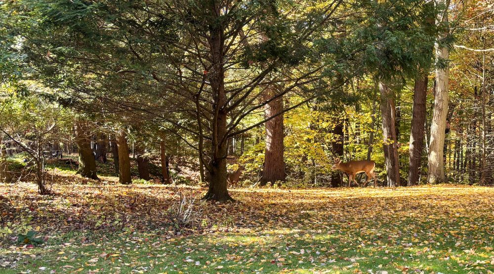 Picture of a yard in fall colors with a deer. 