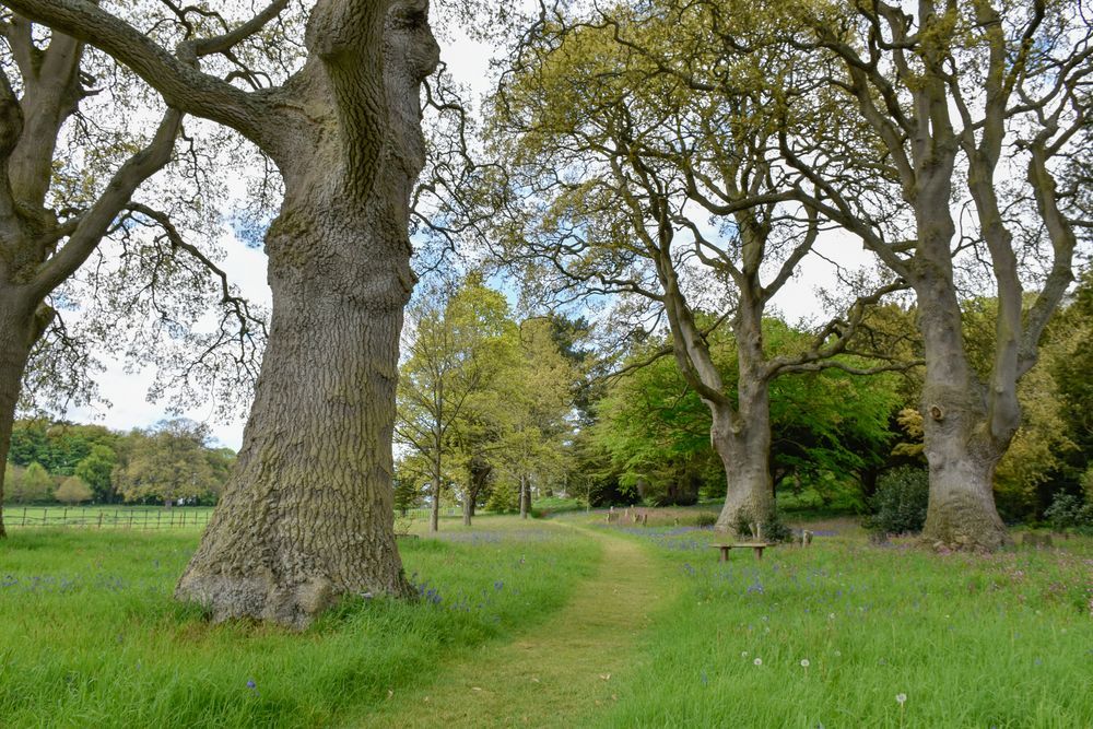 A path through grass under the canopies of towering oak trees. There are benches dotted throughout the grass in the distance.