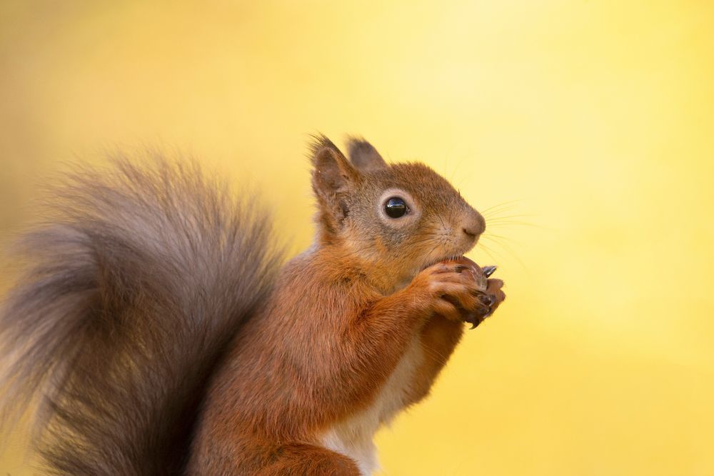 A red squirrel holding and eating a nut in its front paws photographed at Allan Bank, Cumbria. 