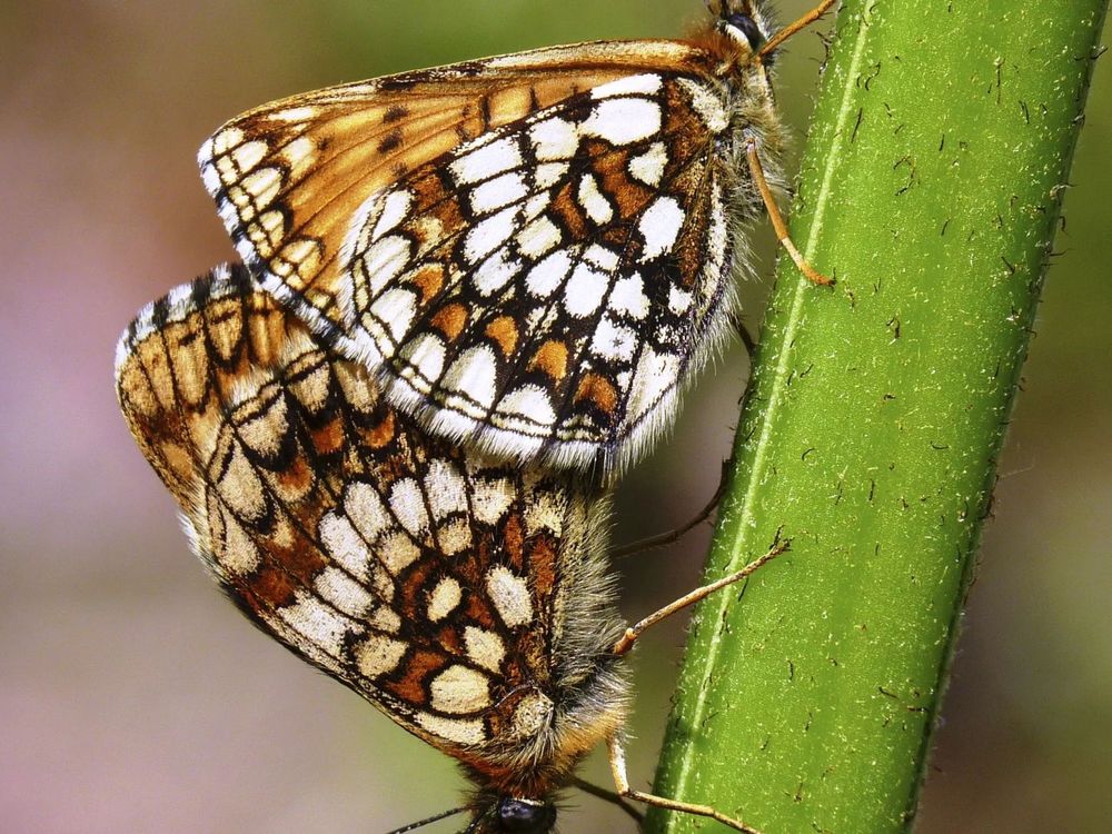 Two butterflies on a green stalk