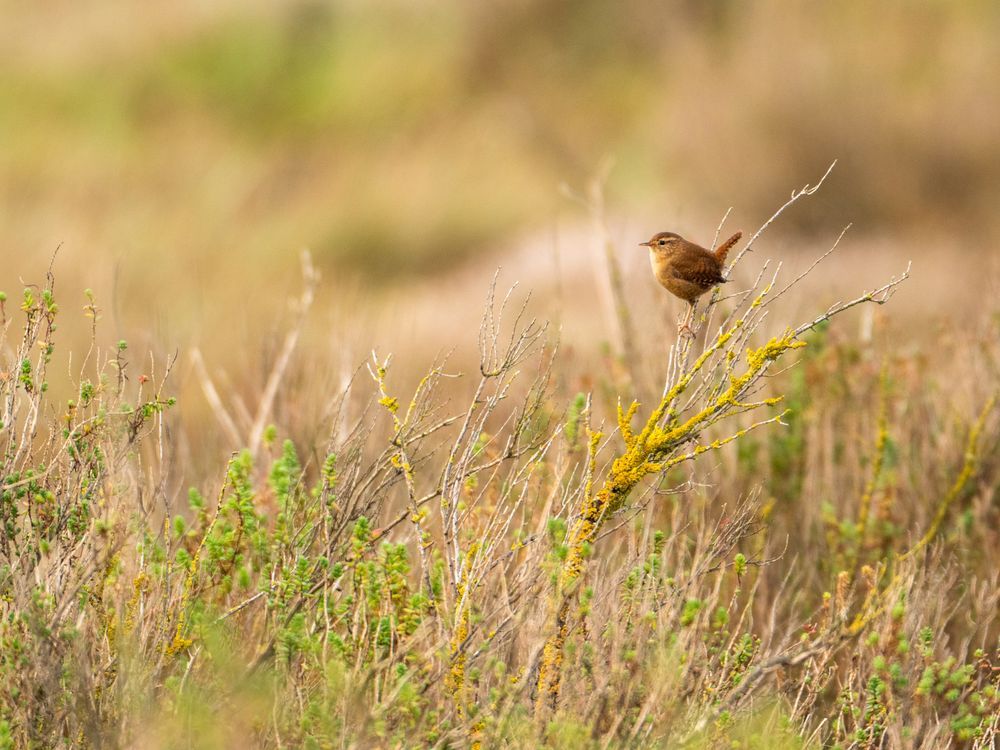 A wren - a small, brown bird - is perched on a bench sprouting from a bush. The background is a mix of green and brown colours.