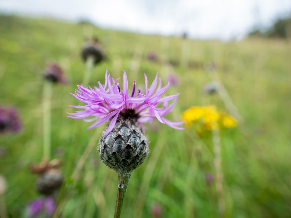 A purple bloom atop a dark green furry bud on a stalk. In the background is an unfocused meadow with purple and yellow flowers.