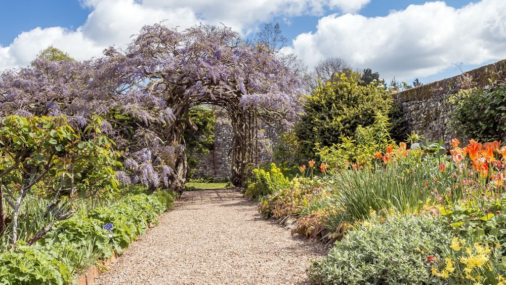A wisteria arch covered in purple flowers leading over a gravel pathway that is flanked either side by luscious floral borders.
