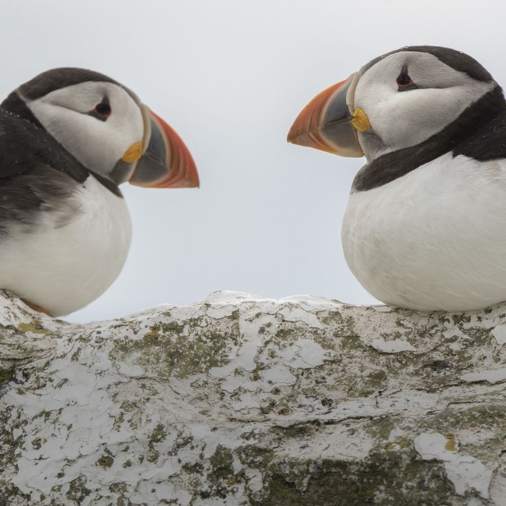 Two puffins - with their beaks bright in colour - face each other while sat on a white rock