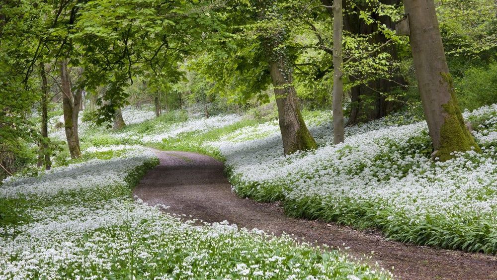 Snaking footpath through a woodland where wild garlic grows