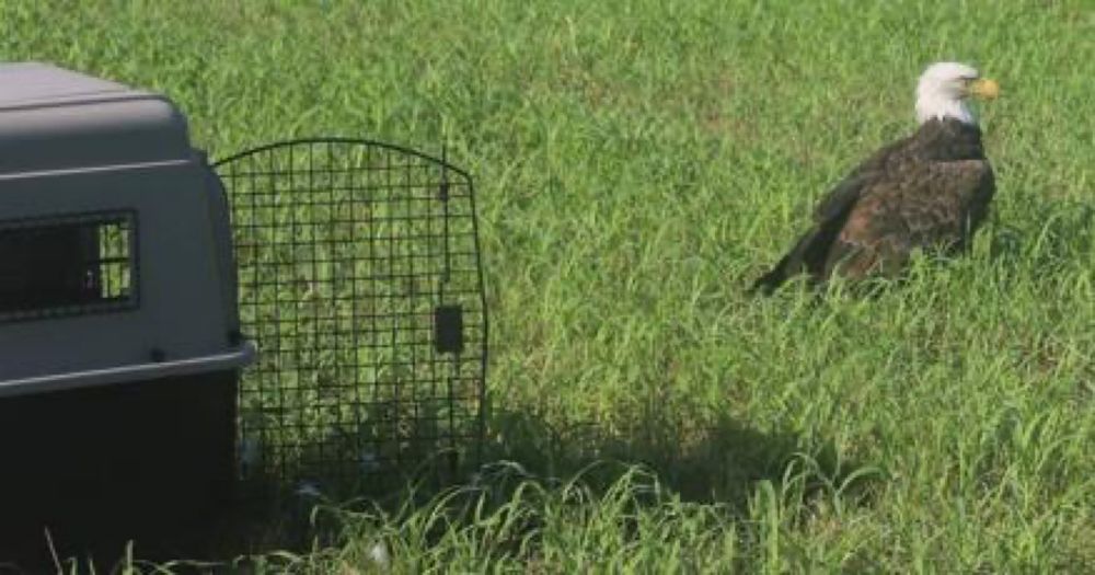 Bald eagle thought to be hurt was really just ‘too fat to fly,’ Missouri officials say